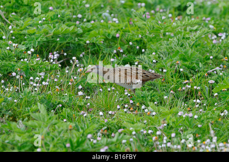 Re di Quaglie Crex crex riserva Balranald North Uist Ebridi Esterne UK a piedi attraverso la vegetazione Foto Stock