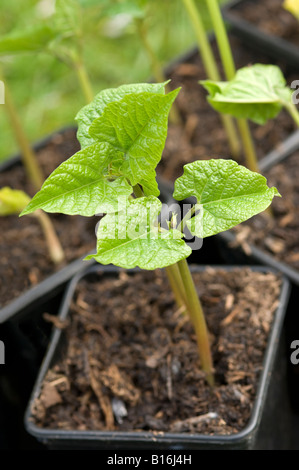 Primo piano di pentole runner fagiolo piantine fagioli piantine piante vegetali in crescita in una serra Inghilterra Regno Unito Regno Unito Gran Bretagna Foto Stock