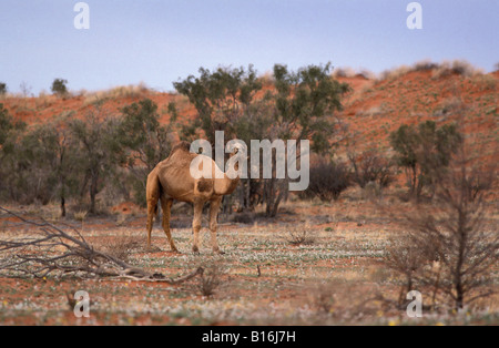 Feral Camel Simpson Desert Northern Territory Australia Foto Stock