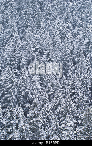 Coperta di neve la foresta di conifere Willamette Pass Cascade Mountains Oregon Foto Stock