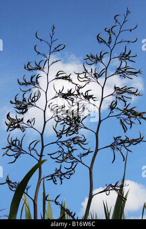 Nuova Zelanda fiori di lino. Foto Stock