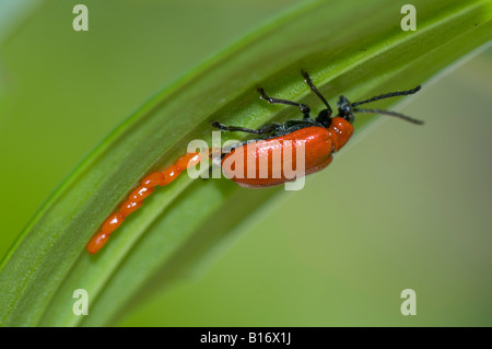 Rosso scarlatto lily beetle - Lilioceris lilii deposizione delle uova sul lato inferiore della foglia di giglio Foto Stock