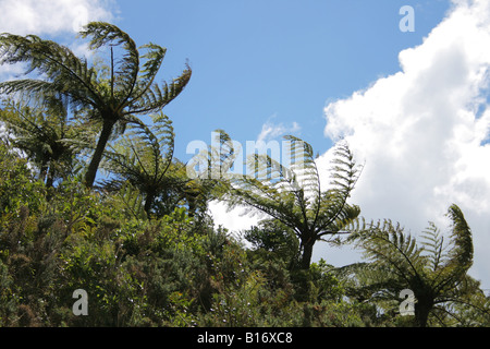 Nuova Zelanda palme ondeggianti nel vento. Foto Stock
