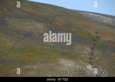 I campi di fiori selvatici, Tehachapi Mountains, CALIFORNIA, STATI UNITI D'AMERICA Foto Stock