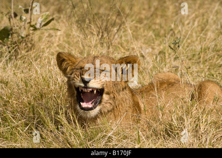 Closeup funny baby LION CUB bocca aperta parlando strizzare gli occhi la bocca aperta che mostra denti a cantare o dicendo Ahh giacente nel campo erboso uno sfondo morbido Foto Stock