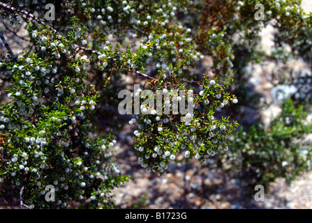 Frutta sul creosoto Bush, Larrea purshia Foto Stock