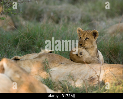 Primo piano 2 funny neonato lion cubs abbraccio giocando accanto alla madre del sonno lion, la profondità di campo di erba verde, Moremi Okavango Delta Botswana Foto Stock