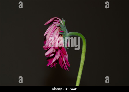 Depressione Gerbera Foto Stock