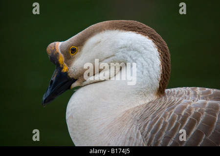 Marrone OCA Cinese (Anser cygnoides) reasting sul bordo di un laghetto Foto Stock