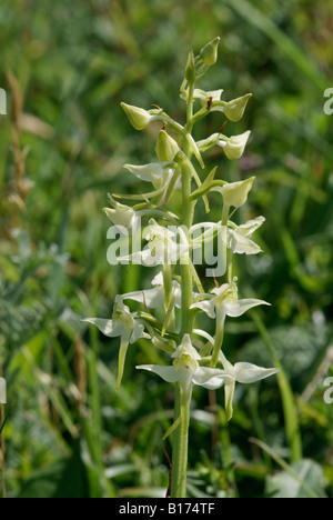 Maggiore Butterfly Orchid, Platanthera chlorantha, in Cornovaglia Foto Stock