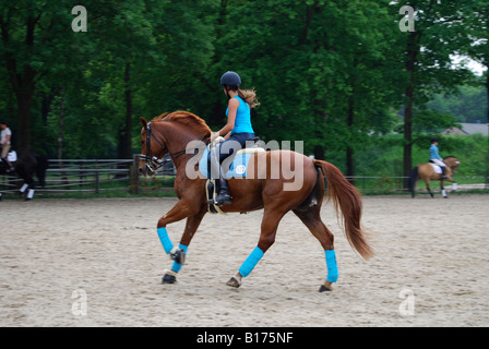 Equina pratica di dressage Foto Stock