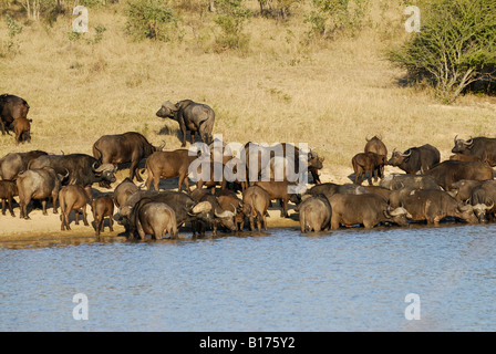 Mandria di bufali africani a waterhole, Syncerus caffer, Kruger National Park, SUD AFRICA Foto Stock