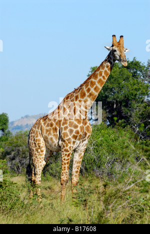 La giraffa, GIRAFFA CAMELOPARDALIS, Kruger National Park, SUD AFRICA Foto Stock
