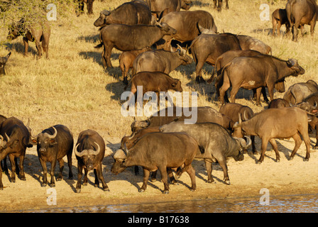 Mandria di bufali africani a waterhole, Syncerus caffer, Kruger National Park, SUD AFRICA Foto Stock