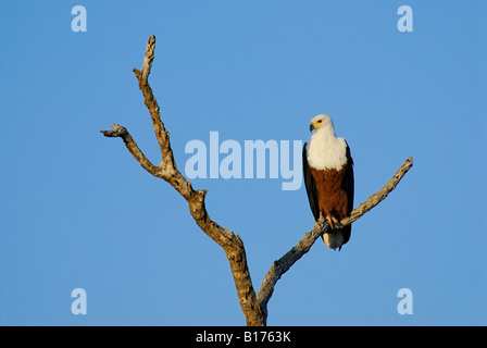 African fish eagle, HALIAEETUS VOCIFER, seduto su un ramo di albero, KRUEGER NATIONAL PARK, Sud Africa Foto Stock