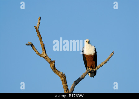 African fish eagle, HALIAEETUS VOCIFER, seduto su un ramo di albero, KRUEGER NATIONAL PARK, Sud Africa Foto Stock