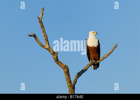 African fish eagle, HALIAEETUS VOCIFER, seduto su un ramo di albero, KRUEGER NATIONAL PARK, Sud Africa Foto Stock