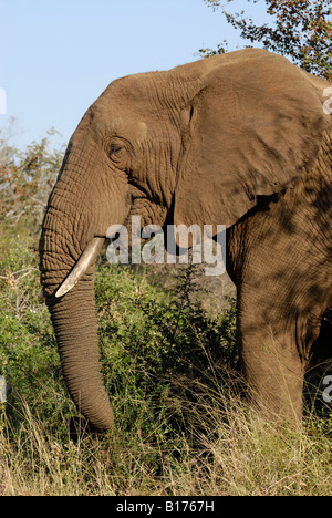 Elefante africano Loxodonta africana, Kruger National Park, SUD AFRICA Foto Stock