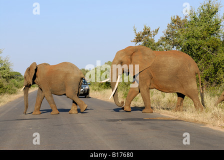 Gruppo di elefante africano Loxodonta africana, attraversare una strada, auto davanti, Kruger National Park, SUD AFRICA Foto Stock