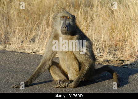 Monkey babbuino, PAPIO URSINUS, Kruger National Park, SUD AFRICA Foto Stock