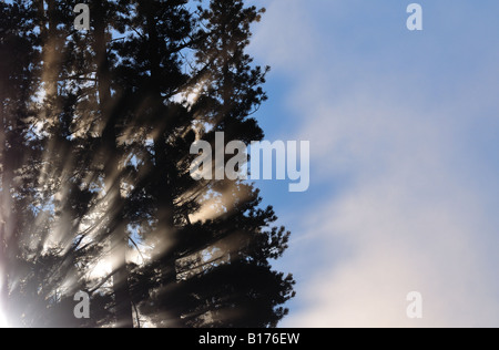 La luce del sole che splende attraverso i pini Foto Stock
