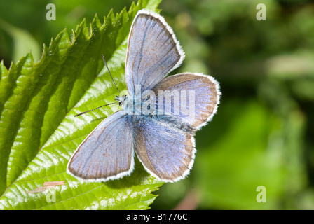 Blu con borchie d'argento, Plebejus argus, maschio con ali aperte che si riscaldano al sole, Iping Common, Midhurst, West Sussex, Regno Unito, maggio Foto Stock