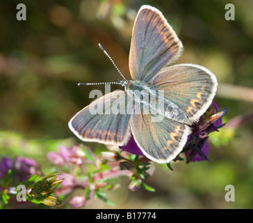 Blu con borchie d'argento, Plebejus argus, femmina con ali spalancate per riscaldarsi al sole, Iping Common, Midhurst, West Sussex, Regno Unito, maggio Foto Stock