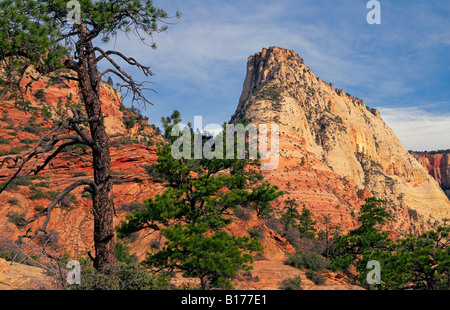 USA Utah zion national park a pinon tree sotto il slickrock torreggianti scogliere di arenaria del Parco Nazionale di Zion Foto Stock