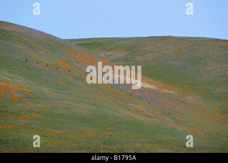 I campi di fiori selvatici, Tehachapi Mountains, CALIFORNIA, STATI UNITI D'AMERICA Foto Stock