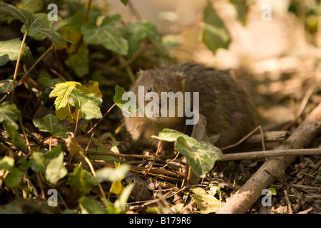 Acqua vole (Arvicola amphibius) a Arundel WWT nel West Sussex, in Inghilterra Foto Stock