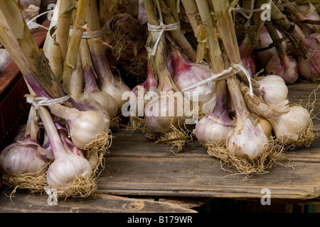 Aglio in mostra presso il mercato ortofrutticolo in Piazza Richelmi, Aix en Provence, Francia meridionale. Foto Stock