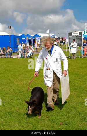 Un espositore in showring con un po' di suino nero presso il Royal Cornwall show,st albans,cornwall,l'Inghilterra,uk Foto Stock