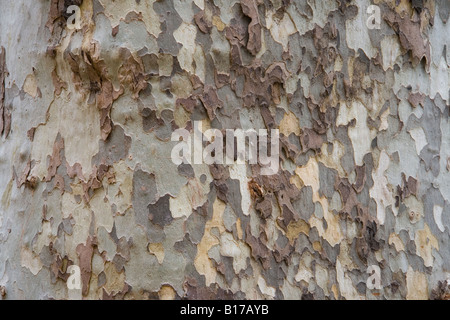 Fioccatura corteccia di un albero piano (Plantanus) prese in Aix en Provence, Francia. Questi alberi formano viali ombrosi in tutta la Provenza. Foto Stock