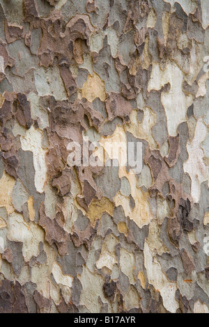 Corteccia di un albero piano preso in Aix en Provence, Francia. Questi alberi formano viali ombrosi in tutta la Provenza. Foto Stock