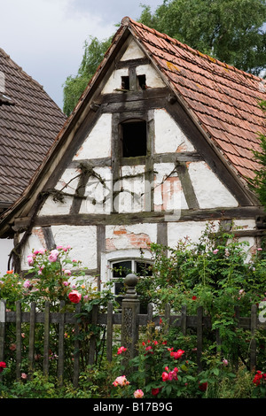 Tradizionale casa con travi di legno in Hunspach con rose rosse in fiore Alsace Francia Maggio 2008 Foto Stock