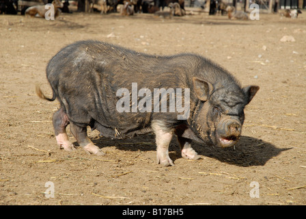 Il vietnamita maialino, Vergel Safari Park, Provincia di Alicante, Comunidad Valenciana, Spagna Foto Stock