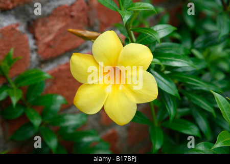 Un'Alamanda o campana gialla, Golden tromba o il ranuncolo fiore Foto Stock