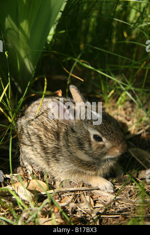 Silvilago orientale (Sylvilagus floridanus) coniglio gattino in erba ed erbacce. I bambini hanno un segno bianco sulla loro fronte. Foto Stock