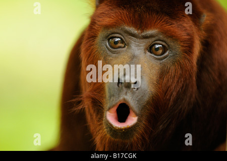 Red scimmia urlatrice Alouatta Alouatta ululati Foto Stock