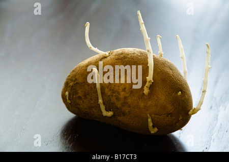Vecchio germogliazione di patate Foto Stock