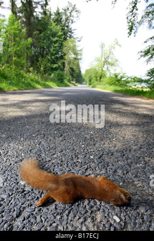 Scoiattolo rosso che giace morto dopo essere stato colpito in auto sulla strada rurale in Aberdeenshire, Scotland, Regno Unito Foto Stock