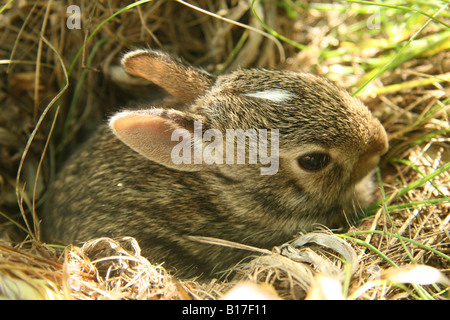 Silvilago orientale (Sylvilagus floridanus) cucciolo di coniglio che esce da un foro. I bambini hanno un segno bianco sulla loro fronte. Foto Stock