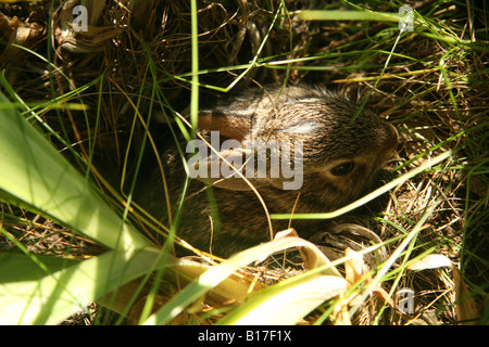 Silvilago orientale (Sylvilagus floridanus) cucciolo di coniglio che esce da un foro. I bambini hanno un segno bianco sulla loro fronte. Foto Stock