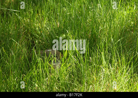 Orientale coniglio silvilago gattino nascosto in erba alta. Foto Stock
