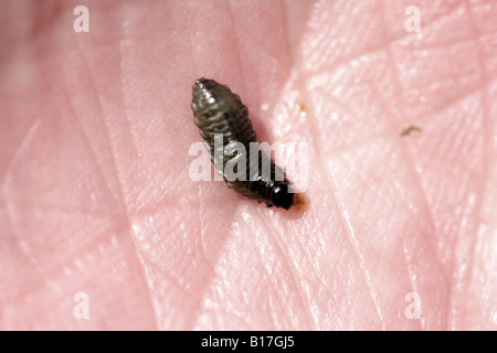 Comune asparagi barbabietola grub (Crioceris asparagi) Foto Stock