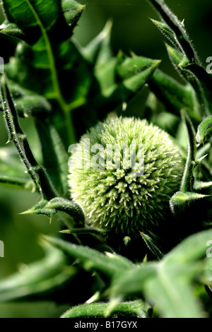 Thistle globo immaturo (Echinops sphaerocephalus) Foto Stock