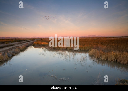 Sonny Bono Salton Sea Wildlife Refuge (EL -227ft), situato lungo il corso del Pacific Flyway nella Imperial Valley della California Foto Stock