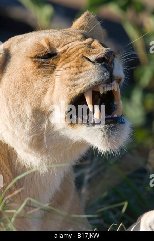 Chiudere verticale fino femminile di leone ruggente bocca aperta che mostra grandi denti parlando faccia animale il Masai Mara del Kenya Foto Stock