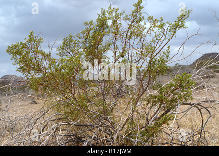 Il creosoto Bush, Larrea purshia Foto Stock