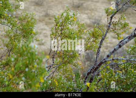 Frutta e fiori sul creosoto Bush, Larrea purshia Foto Stock